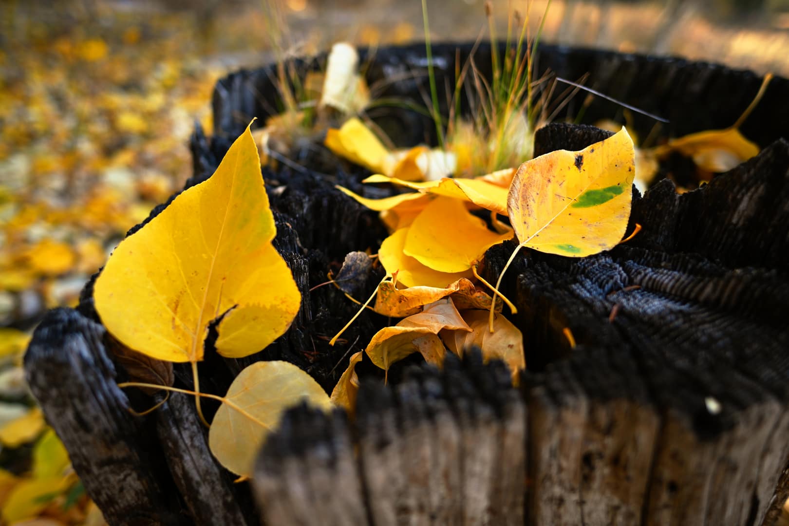 Fallen aspen leaves sit on a stump near Sisters, Oregon.