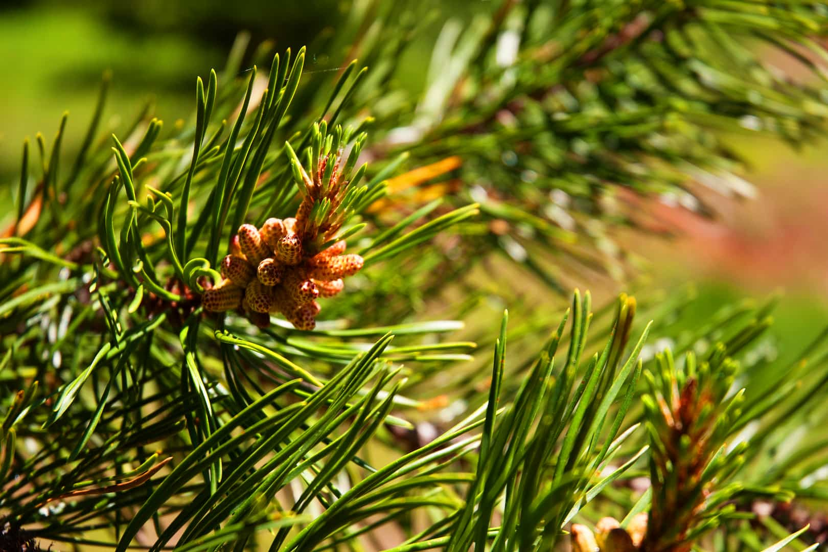 Cones grow from a branch on a tree.