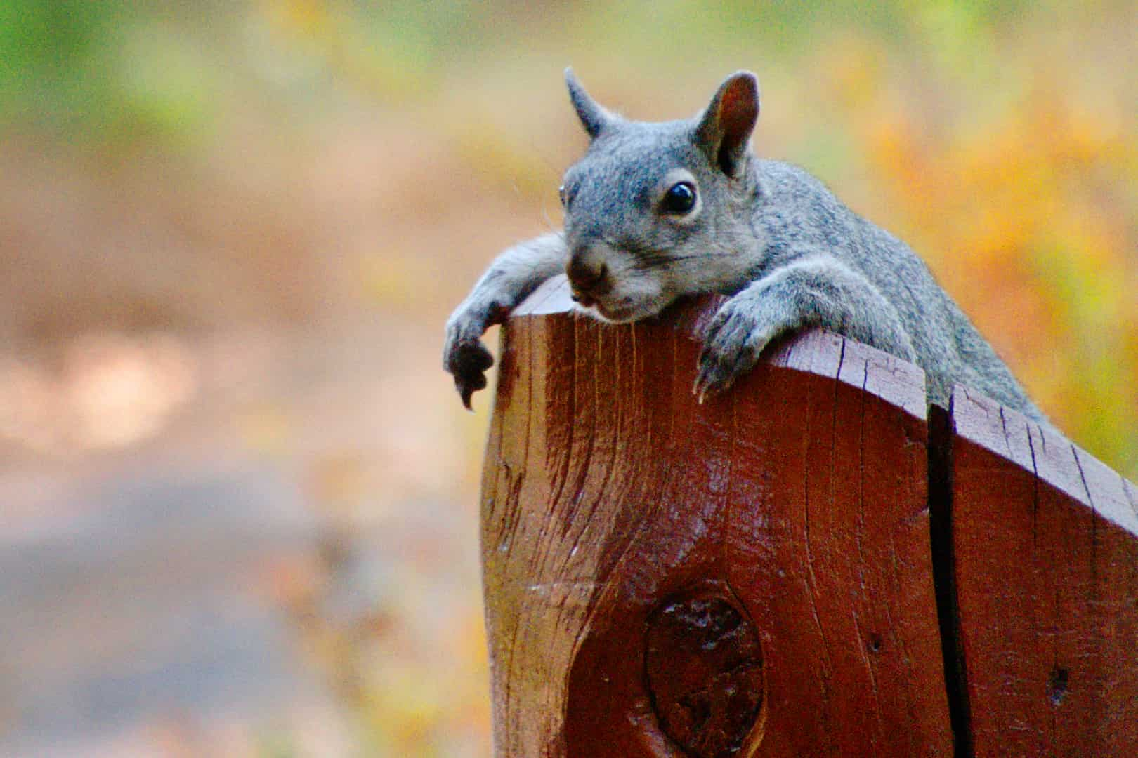 A squirrel basks in the spring sunshine while balancing on a post in Bend, Oregon.