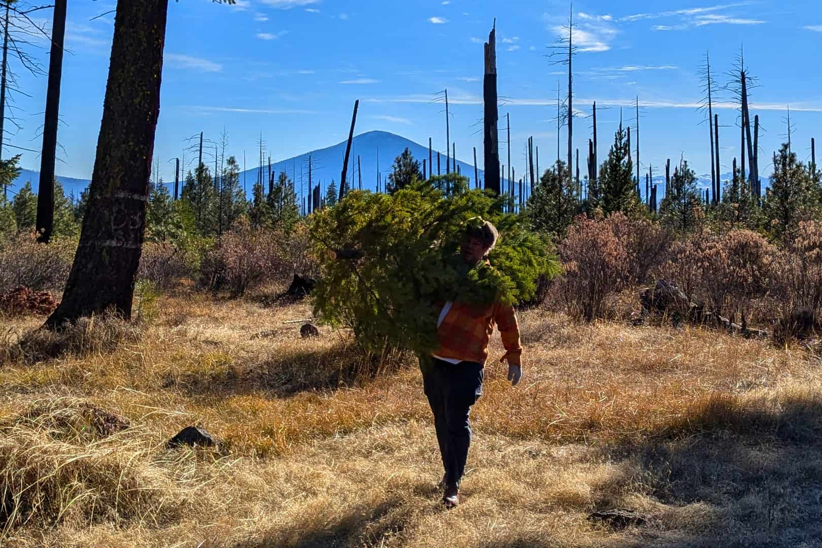 A father walks back to his family from the forest carrying a Christmas tree.