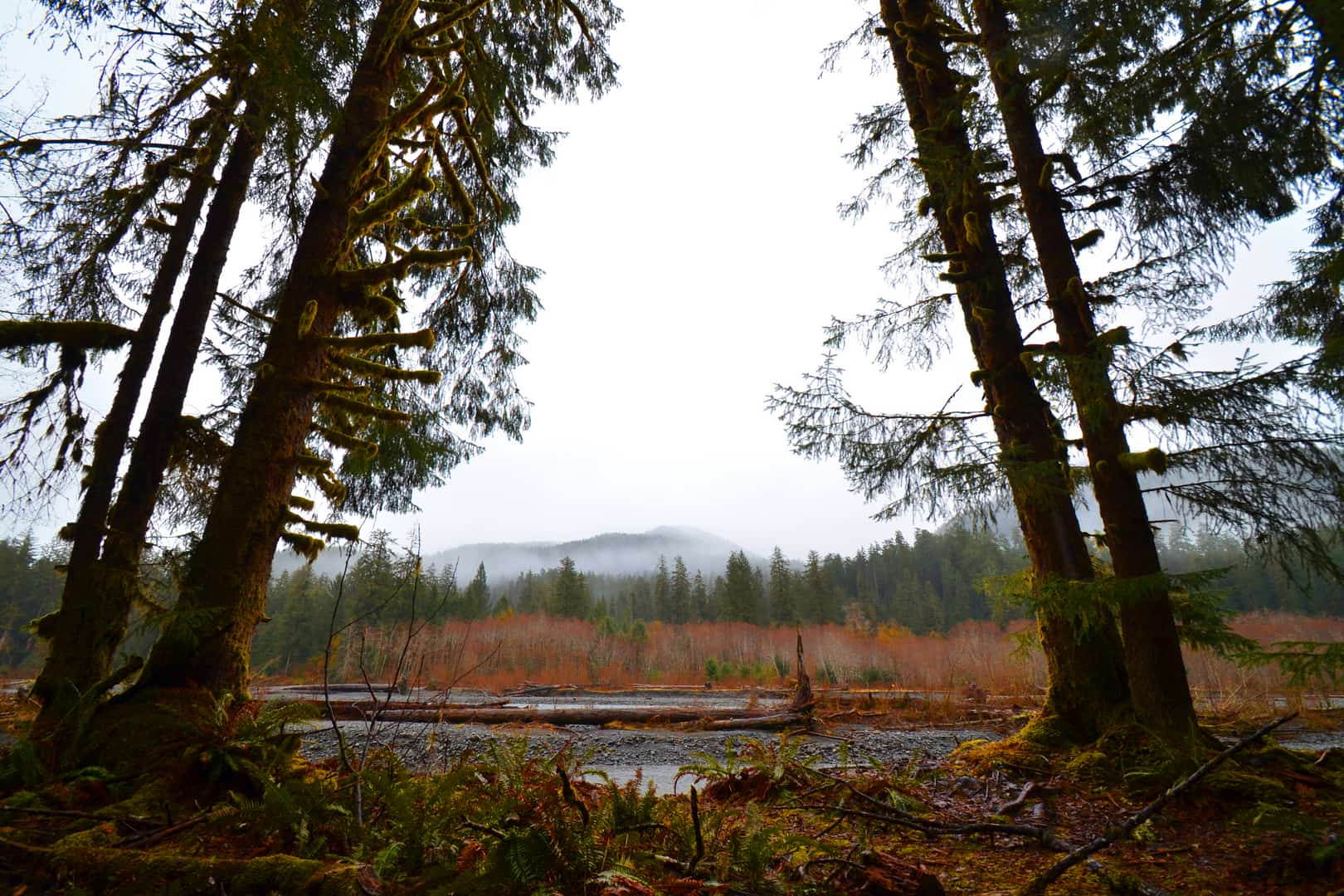 Trees with moss stand along the banks of a river.